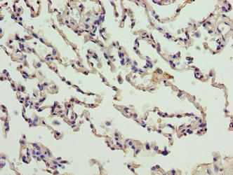 CNIH3 Antibody