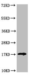 LGALS14 Antibody