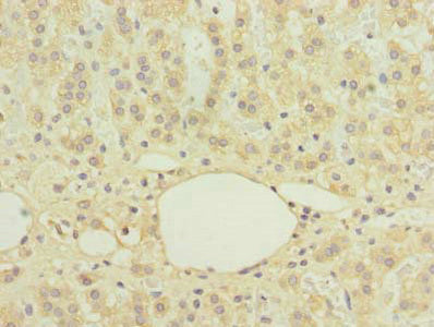 C16orf78 Antibody