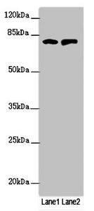 RUFY2 Antibody