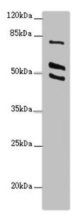 RUFY2 Antibody