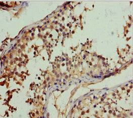 RFFL Antibody