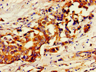 USP7 Antibody