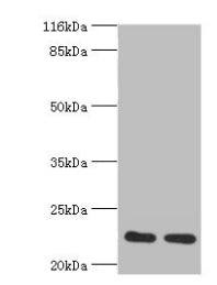 RERG Antibody