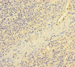 ESAM Antibody