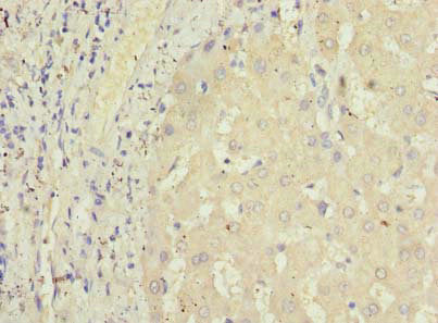 GPR146 Antibody