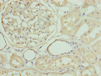 ZNF274 Antibody
