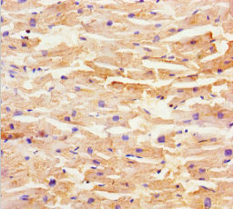 SHD Antibody