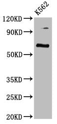 CLPTM1L Antibody