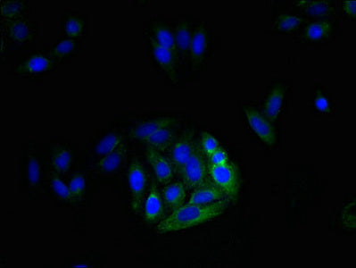 MRGPRX3 Antibody