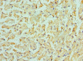 BMF Antibody
