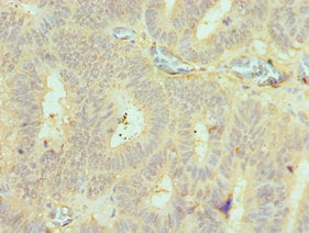 BMF Antibody