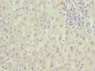 FAM20A Antibody