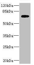 SLC2A13 Antibody
