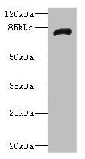 HHIP Antibody