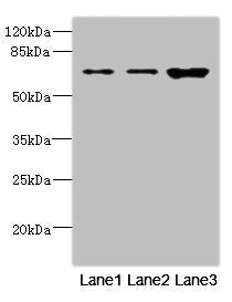 SNX18 Antibody