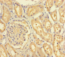 FERD3L Antibody