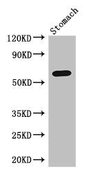 IL4I1 Antibody