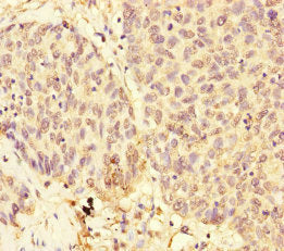 USP28 Antibody