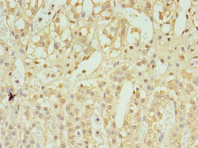 UBL7 Antibody