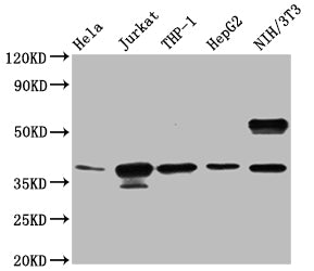 CLYBL Antibody