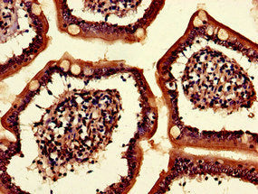 KLHL34 Antibody