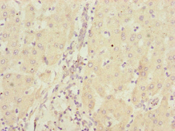 CBR4 Antibody