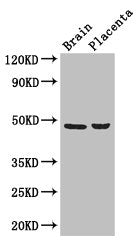 CD177 Antibody