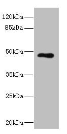 KIR3DL3 Antibody
