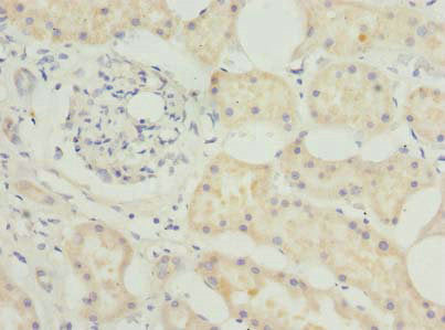 BEND7 Antibody