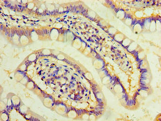 DAND5 Antibody
