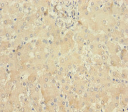 MLKL Antibody