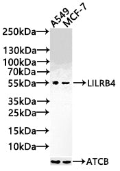LILRB4 Antibody