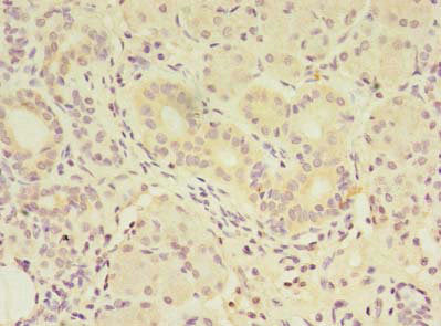 FAM174A Antibody