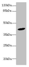 HM13 Antibody
