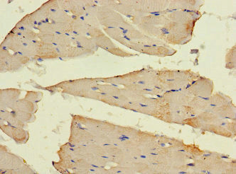 SLC16A10 Antibody