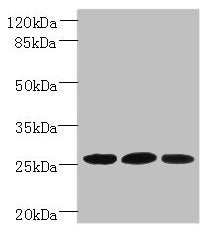 Plet1 Antibody