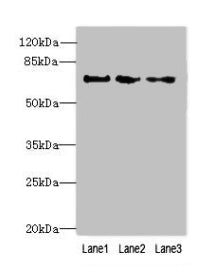 PPIL4 Antibody