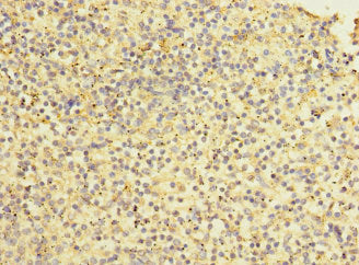 STAB2 Antibody