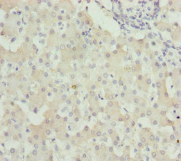 WDR45 Antibody