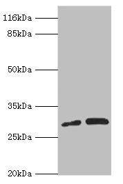 PSMF1 Antibody