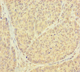 PSMF1 Antibody