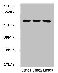 PIK3R3 Antibody