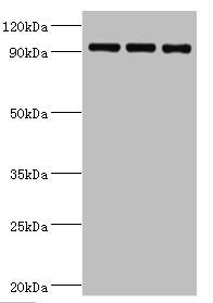 HSPH1 Antibody
