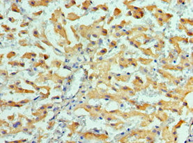 HSPH1 Antibody