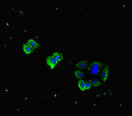 Pdgfd Antibody