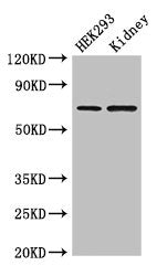 RABGGTA Antibody
