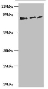 EZH1 Antibody