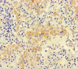 NEO1 Antibody