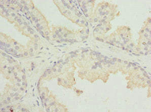 MR1 Antibody